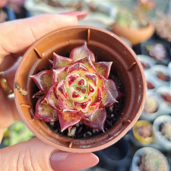 Agavoides Saraboni - PT 6
