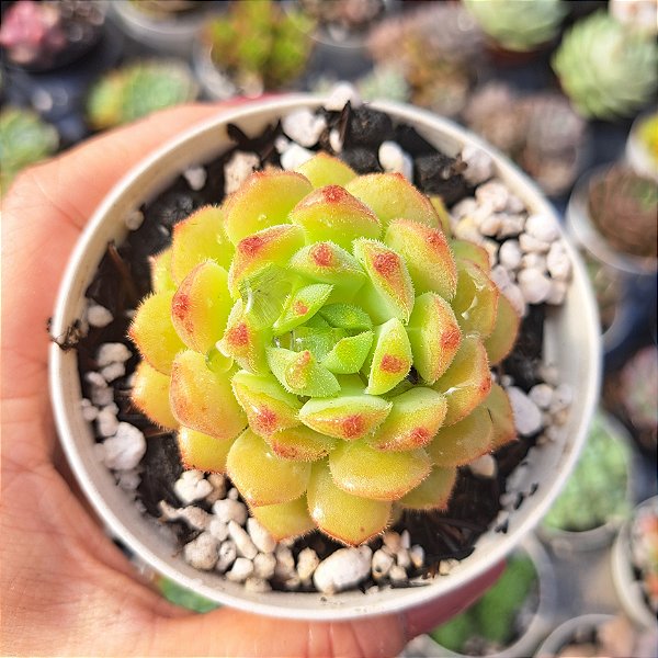 Echeveria Dondo - PT 9