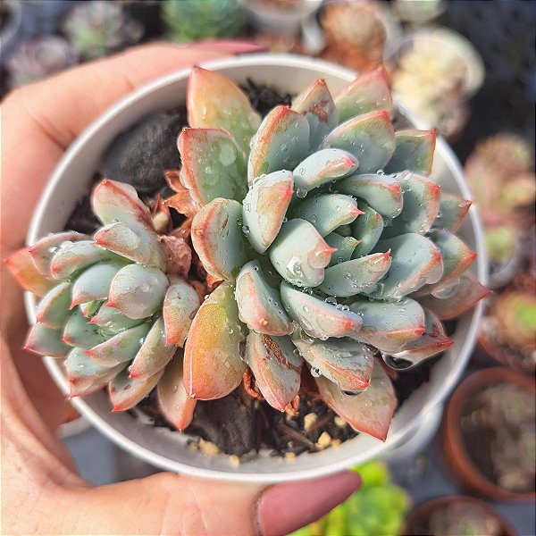 Echeveria Yummie - PT 9