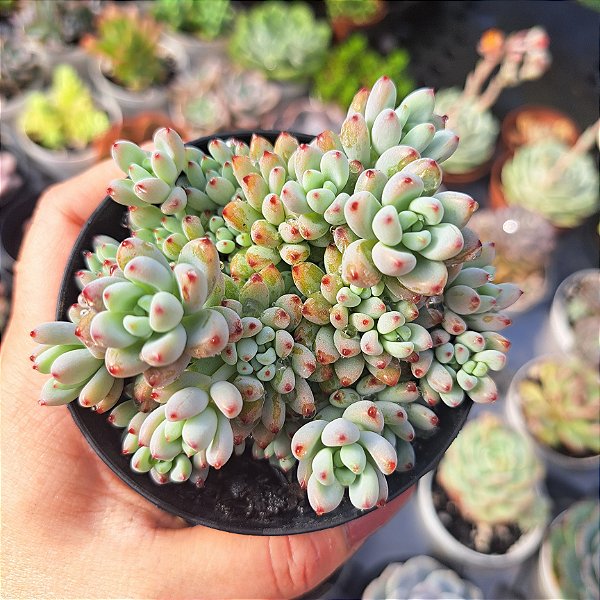 Graptopetalum pachyphyllum rose - PT 9