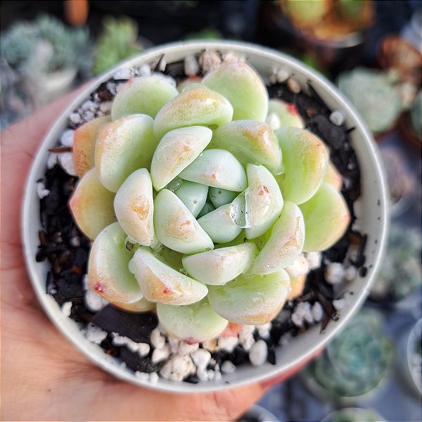 Echeveria Ice green - PT 9
