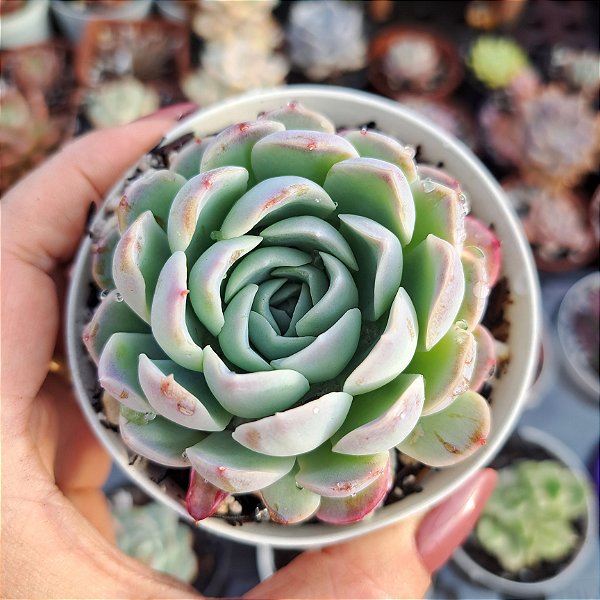 Echeveria Raspberry ice - PT 9