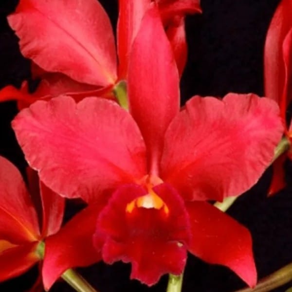 Blc. Nobile's Bruno Bruno - Adulta