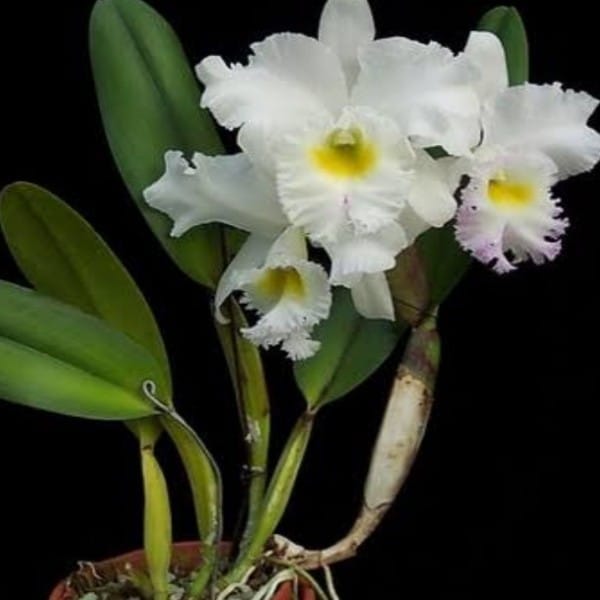 Bc. Pastoral Innocence - Adulta