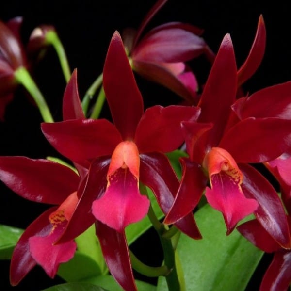 Cattleya Chocolate Drop - Adulta