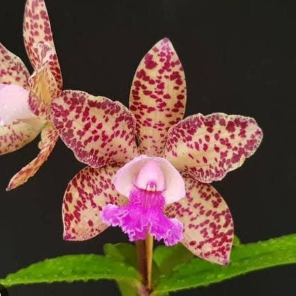 Cattleya Waianae Leopard -Adulta