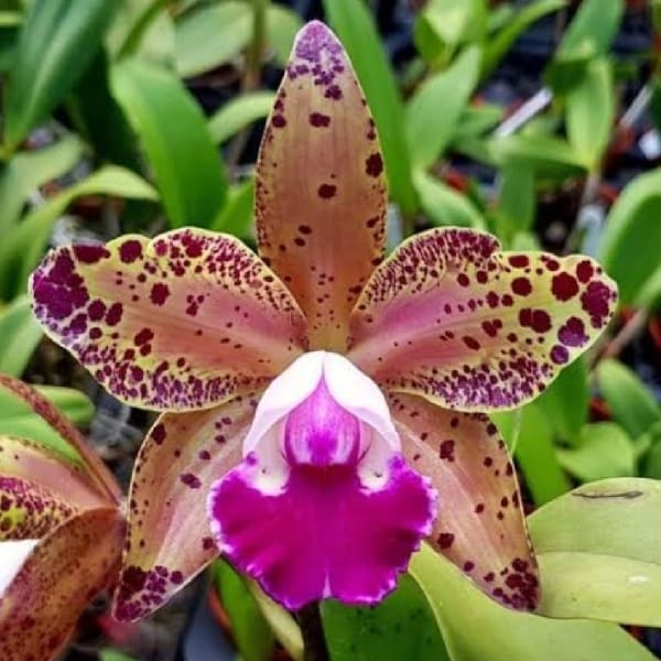 Blc. Durigan Big Spots - Adulta