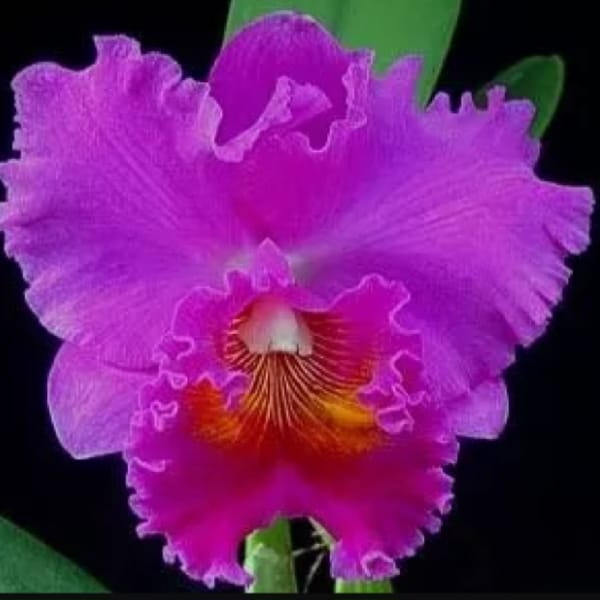 Blc. João Paulo Fontes 'Extra' - Adulta