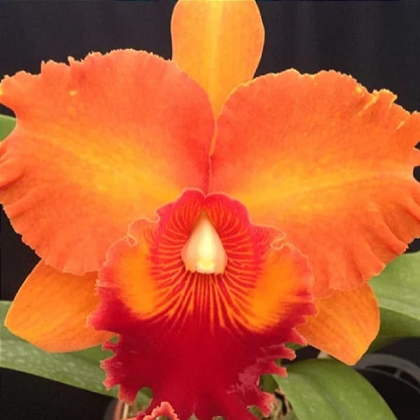 Blc. Mirian Suzuki "Orange Crush"  - Adulta