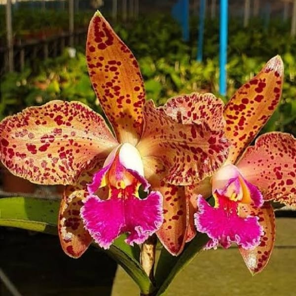 Blc. Durigan Cruzeiro do Sul - Adulta