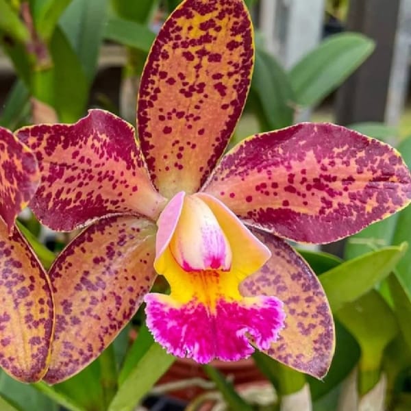 Blc. Durigan Aphrodite - Adulta