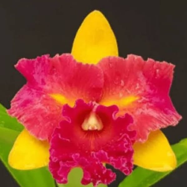 Blc. Nobile's Tropical Sunset Kinriu - Adulta