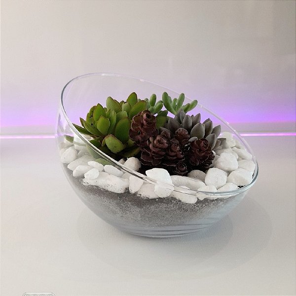 Terrário de Suculentas