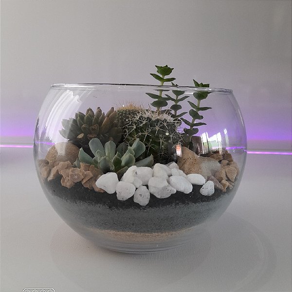Terrário de suculentas