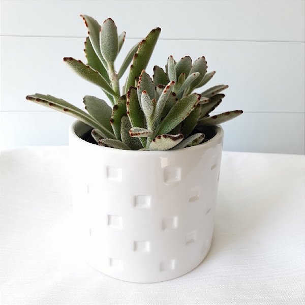 Arranjo de suculenta White