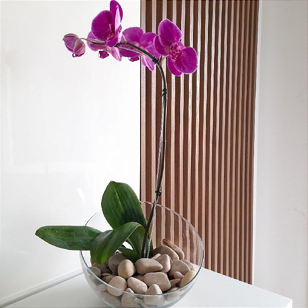 ARRANJO DE ORQUÍDEA PHALAENOPSIS