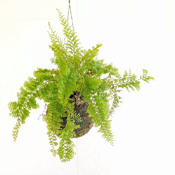 KOKEDAMA MINI SAMAMBAIA HAVAIANA
