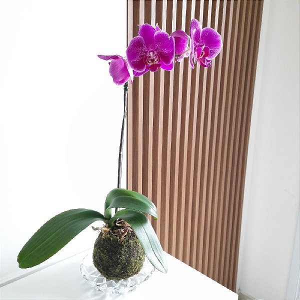 KOKEDAMA ORQUÍDEA PHALAENOPSIS