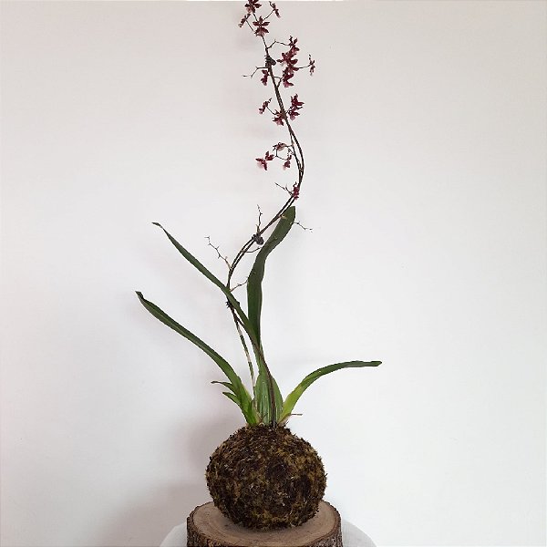 KOKEDAMA ORQUÍDEA CHOCOLATE BASE COM BOLACHA DE MADEIRA