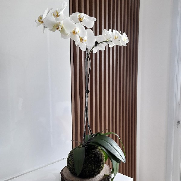 KOKEDAMA ORQUÍDEA PHALAENOPSIS BRANCA BASE COM BOLACHA DE MADEIRA