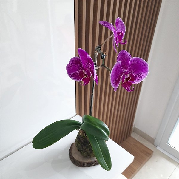 KOKEDAMA ORQUÍDEA PHALAENOPSIS BASE COM BOLACHA DE MADEIRA