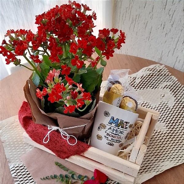 CESTA KALANCHOE BELA