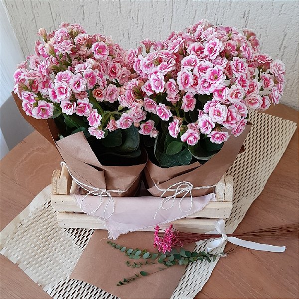 KIT CESTA DE FLORES KALANCHOE ROSA