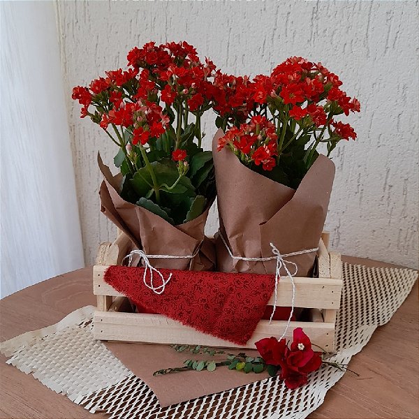 KIT CESTA DE FLORES KALANCHOE VERMELHA