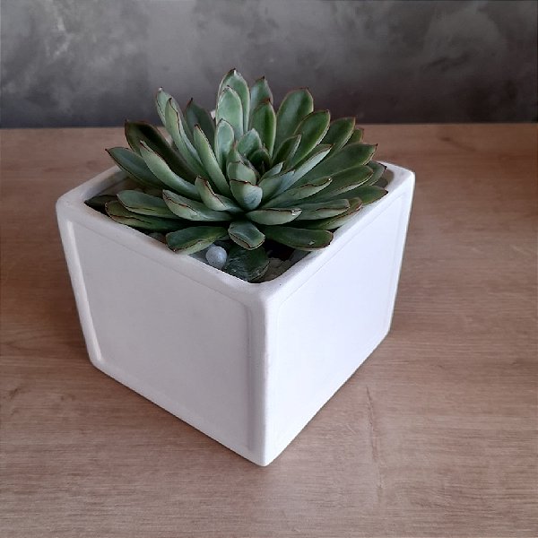 Arranjo de suculentas Cerâmica Branco