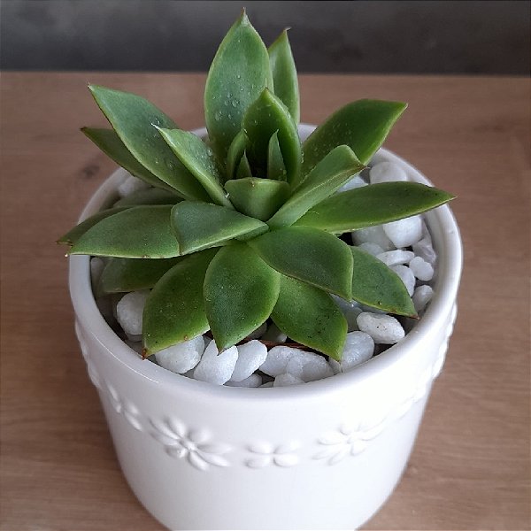 ARRANJO DE SUCULENTA VASO BRANCO EM RELEVO DE FLOR