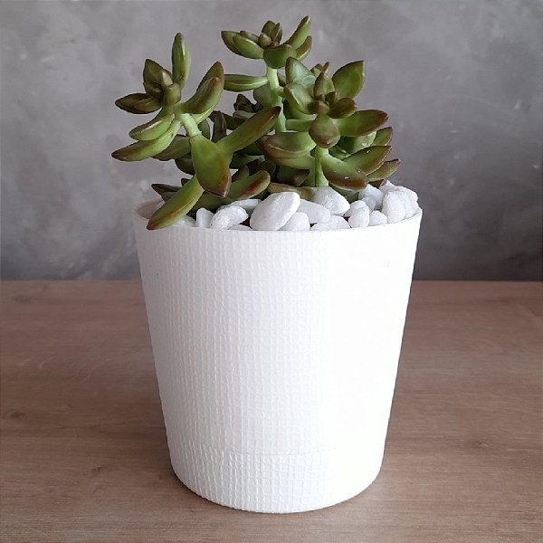 ARRANJO DE SUCULENTA VASO POLIPROPILENO
