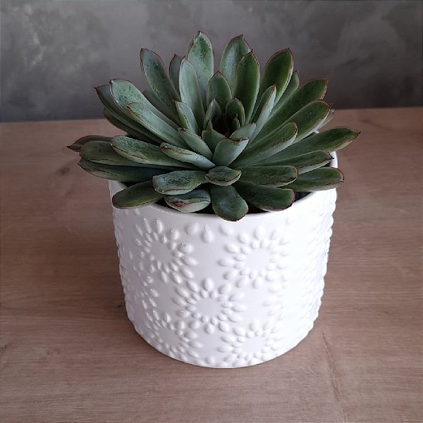 ARRANJO DE SUCULENTA VASO BRANCO EM RELEVO