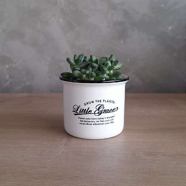 ARRANJO DE SUCULENTA LITTLE GRAEES