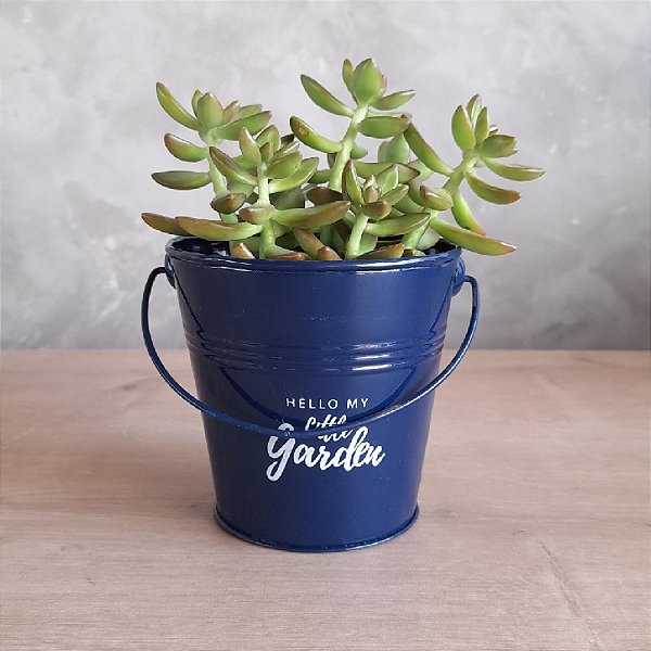 ARRANJO DE SUCULENTA HELLO