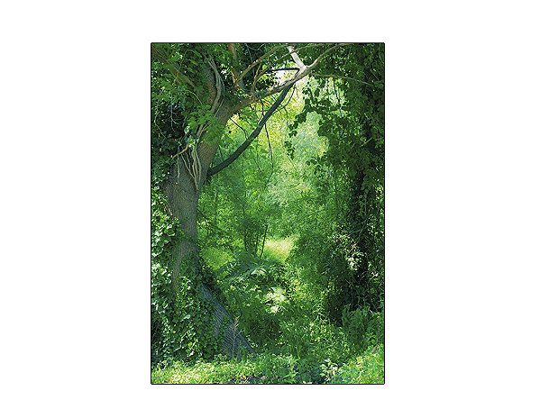 Fundo Fotográfico 1,50 x 2,20 - Floresta Verde 003