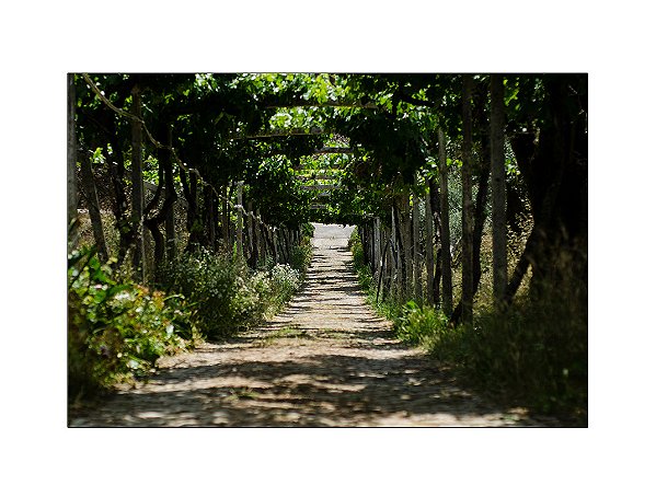 Fundo Fotográfico 2,20 x 1,50 - Corredor Árvores Folhagens 003