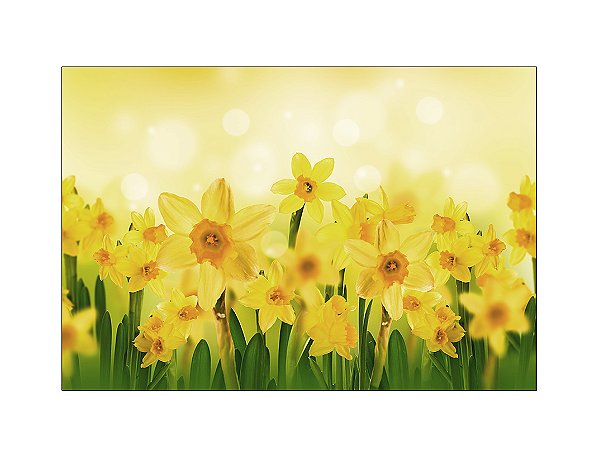 Fundo Fotográfico 2,20 x 1,50 - Flores Narcisos Amarelos 024