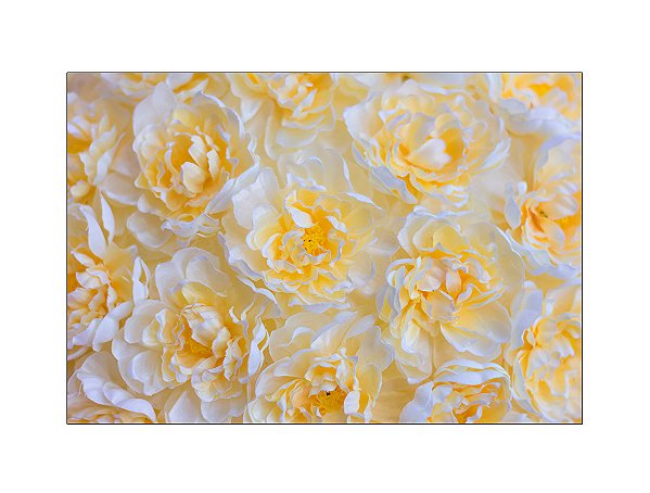 Fundo Fotográfico 2,20 x 1,50 - Flores Amarelo Claro 060