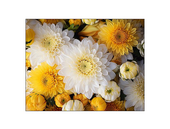 Fundo Fotográfico 1,55 x 1,20 - Flores Margaridas Amarelo e Branco 166