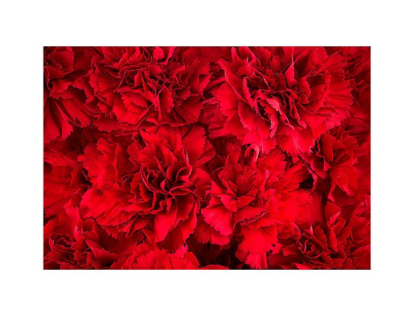 Fundo Fotográfico 2,20 x 1,50 - Gestante Flores Vermelhas Realistas 083