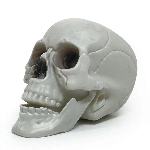 Crânio com Mandíbula Articulada Caveira Halloween