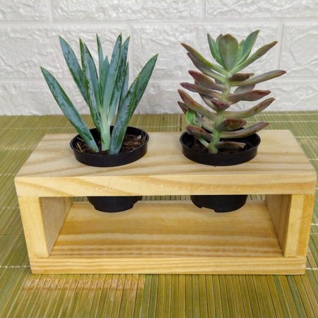 Porta Suculentas e Mini Cactos em Madeira Pinus c/2 - Cor Natural