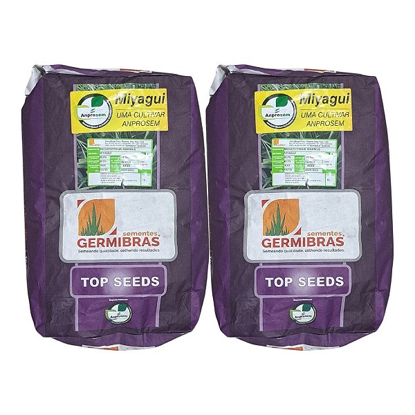 20kg Semente Panicum Maximum Miyagui - Ideal Para Pastagem