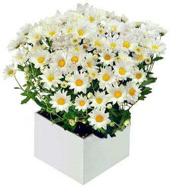 Daisy Flowers | Faturamos para Empresa