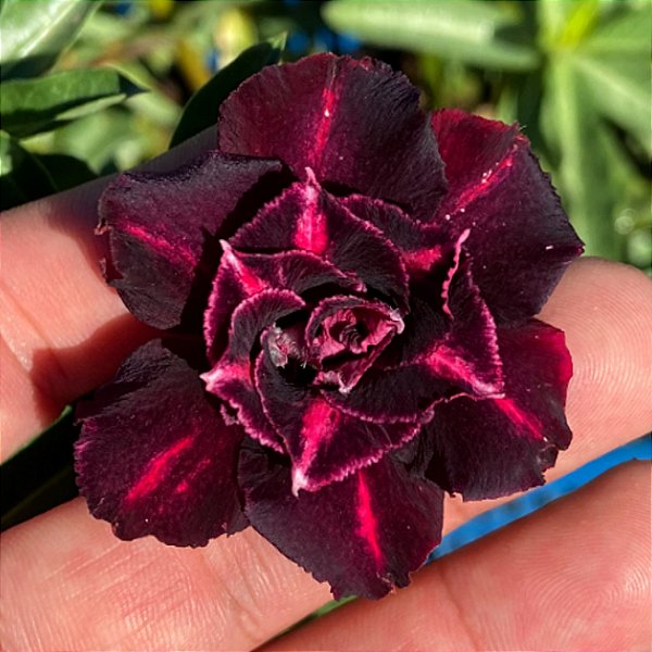 Rosa do Deserto - BLACK SHARK