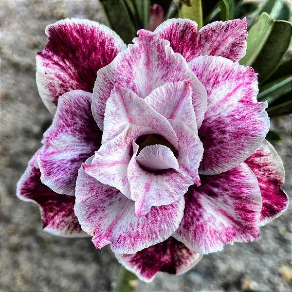 Rosa do Deserto - NAPOLITANA