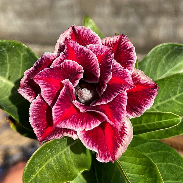 Rosa do Deserto - BAIANINHA