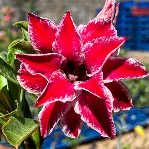 Rosa do Deserto - ESTRELINHA TRIPLA