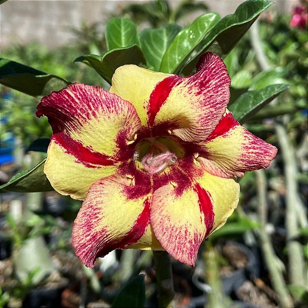Rosa do Deserto - CLOTILDE