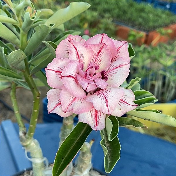 Rosa do Deserto - LA BELLA